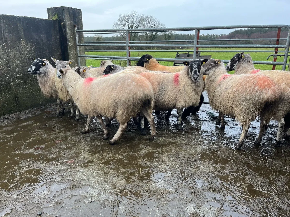 MULE EWES FOR SALE - Image 3