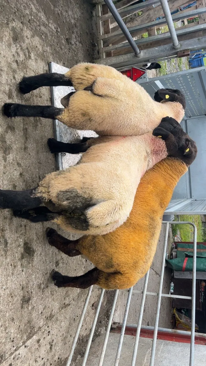 MULE EWES FOR SALE - Image 4