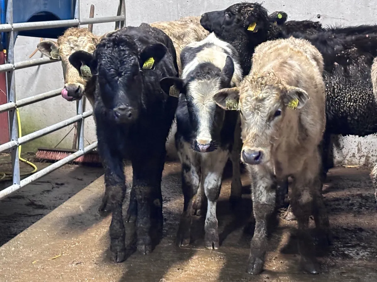 11 weanling heifers for sale @€965 - Image 2