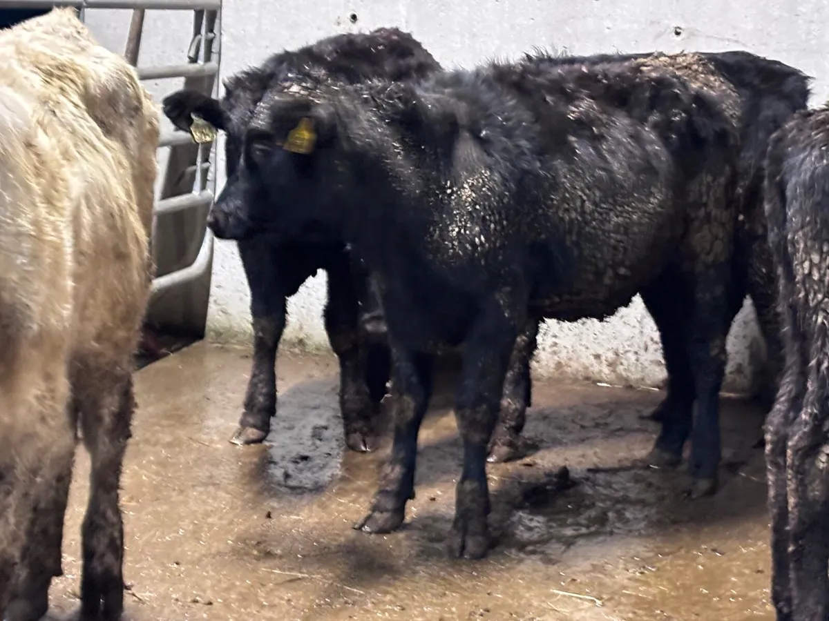 11 weanling heifers for sale @€965 - Image 4