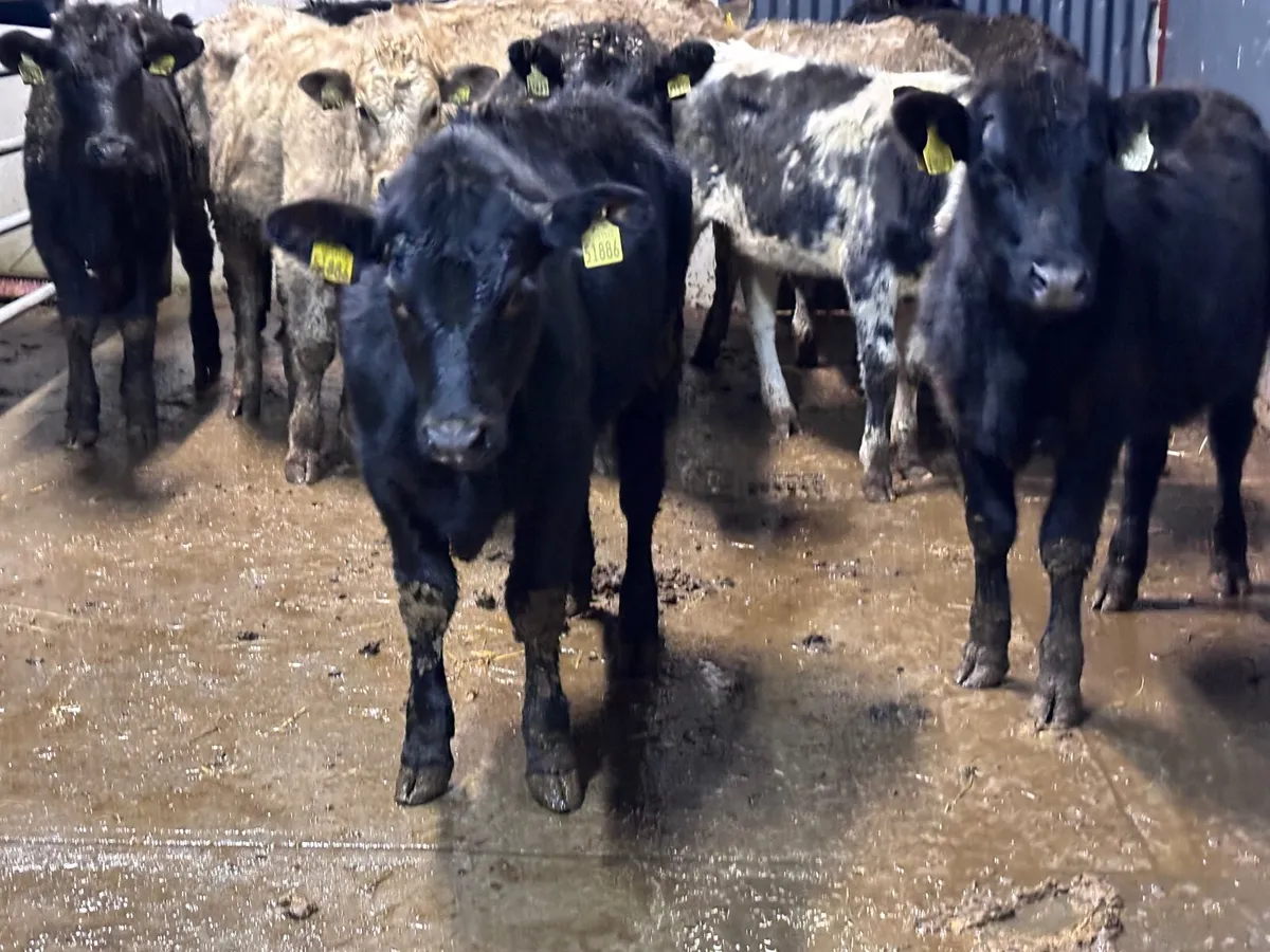 11 weanling heifers for sale @€965 - Image 1