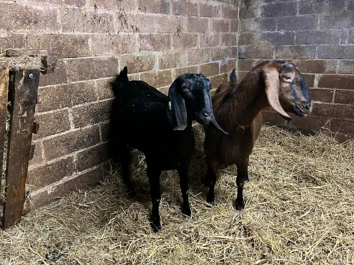 Pure Bred Anglo Nubian - Image 2