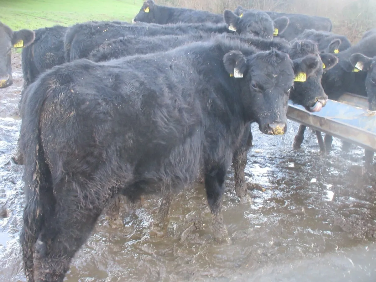38 aberdeen angus  bullocks out wintered - Image 1
