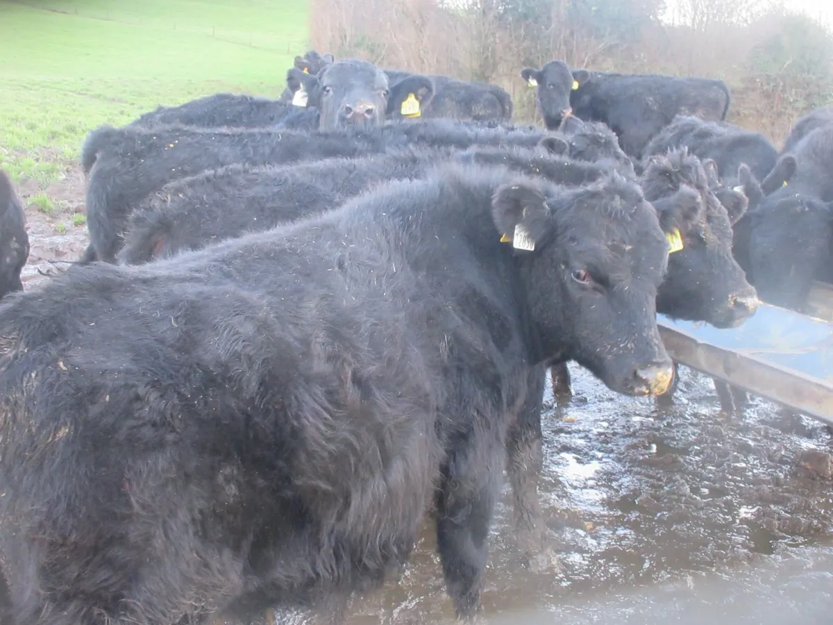 38 aberdeen angus  bullocks out wintered - Image 2