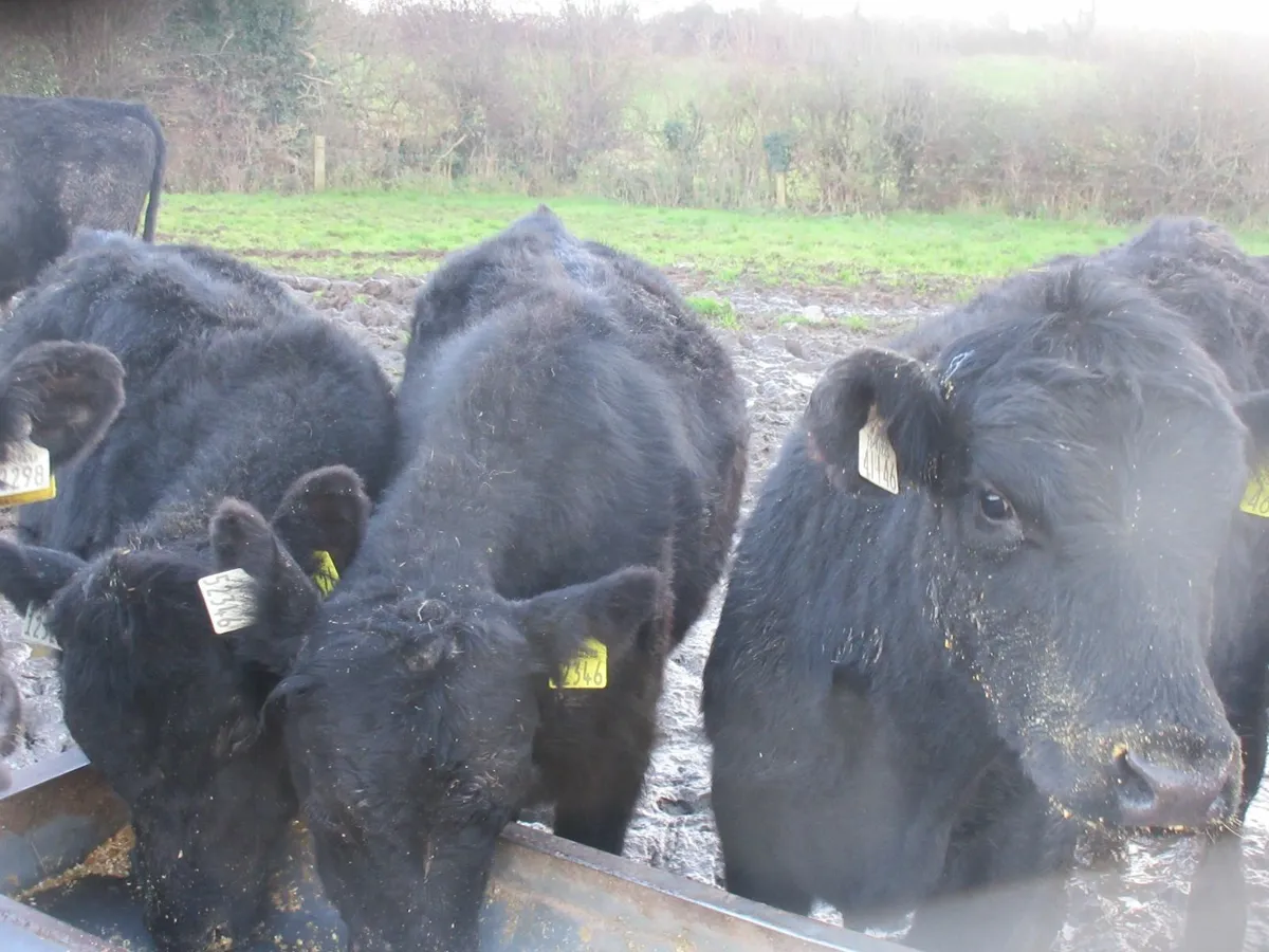 38 aberdeen angus  bullocks out wintered - Image 3