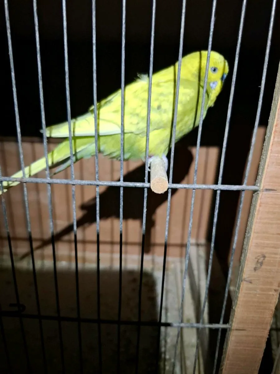 Budgies - Image 4