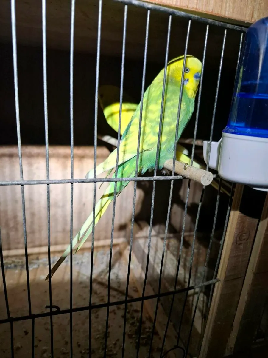 Budgies - Image 1