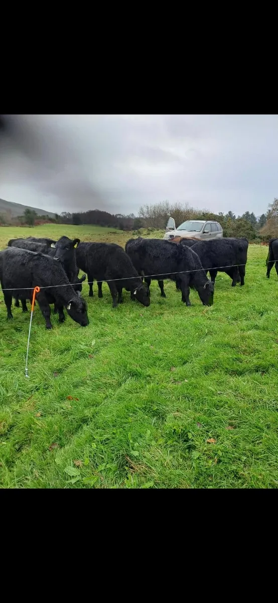 Exceptional AA heifers and bulls - Image 1