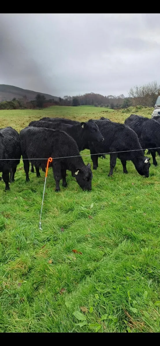 Exceptional AA heifers and bulls - Image 2