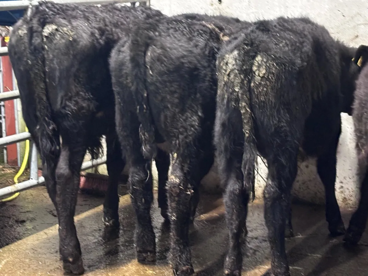 5 Angus & Limision bull Weanlings for sale - Image 2