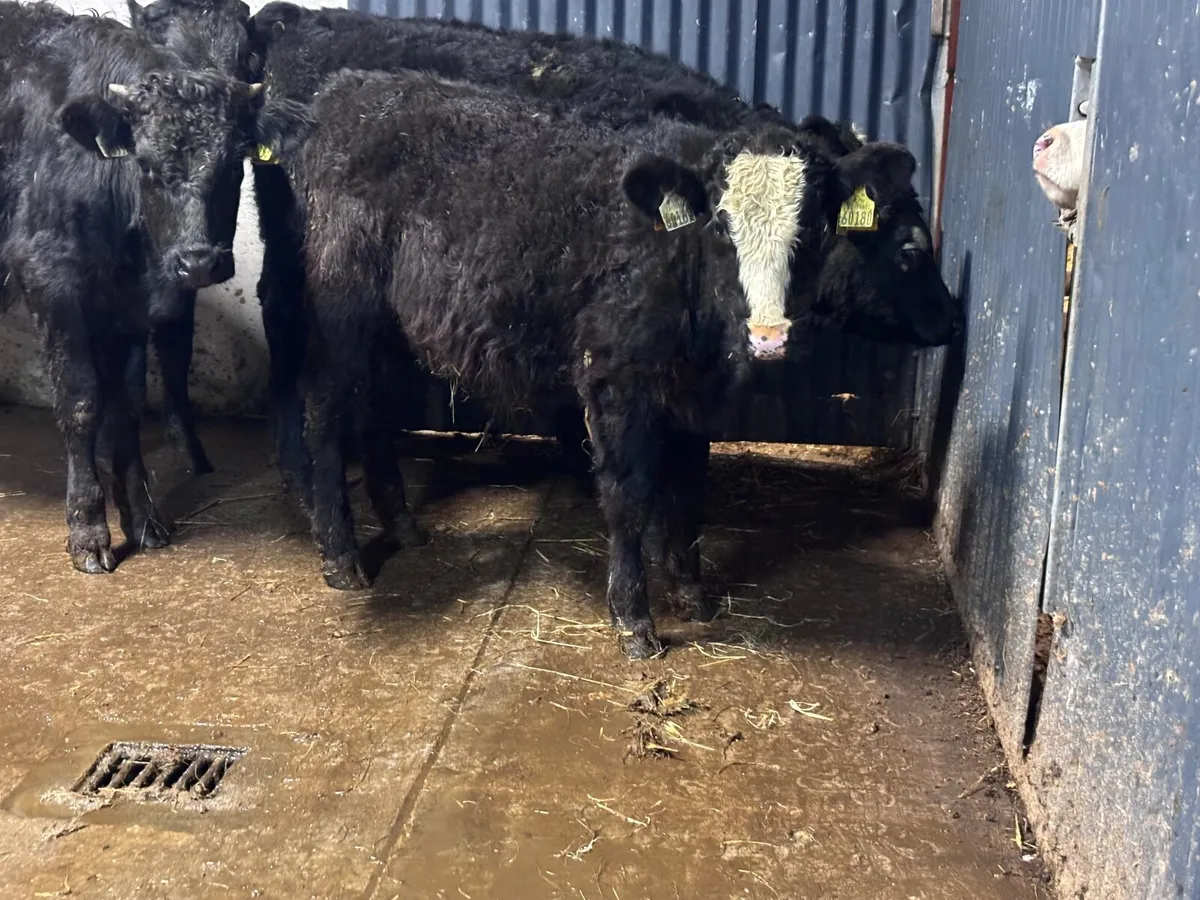 5 Angus & Limision bull Weanlings for sale - Image 3