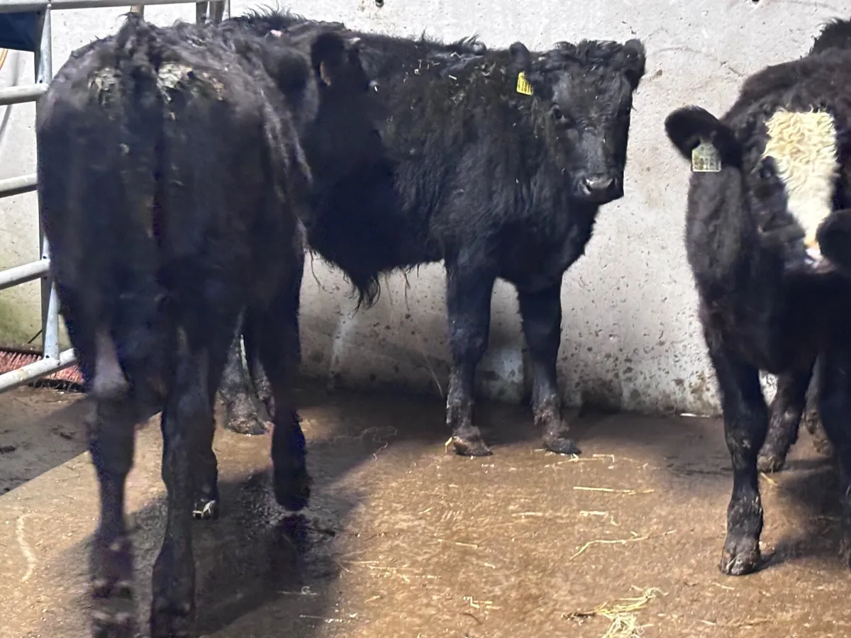 5 Angus & Limision bull Weanlings for sale - Image 4