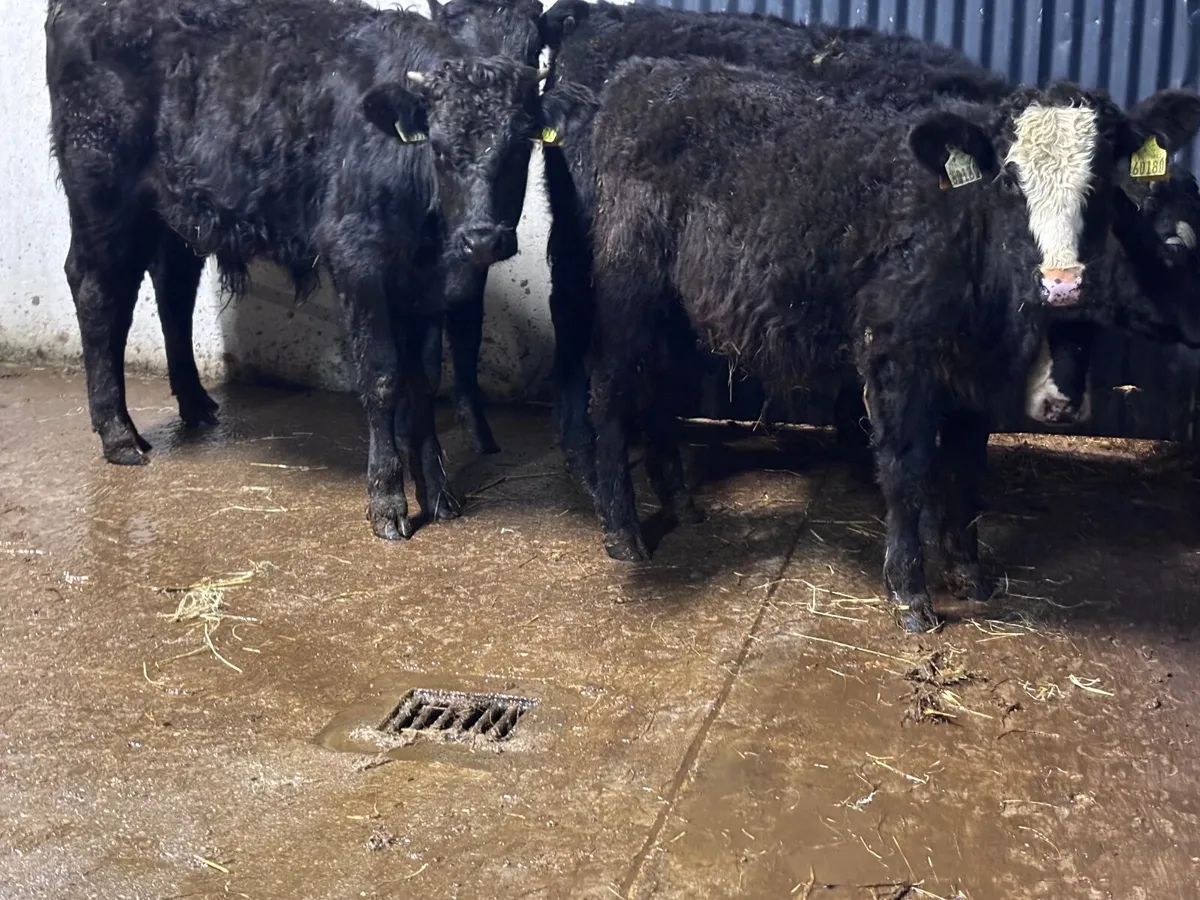 5 Angus & Limision bull Weanlings for sale - Image 1