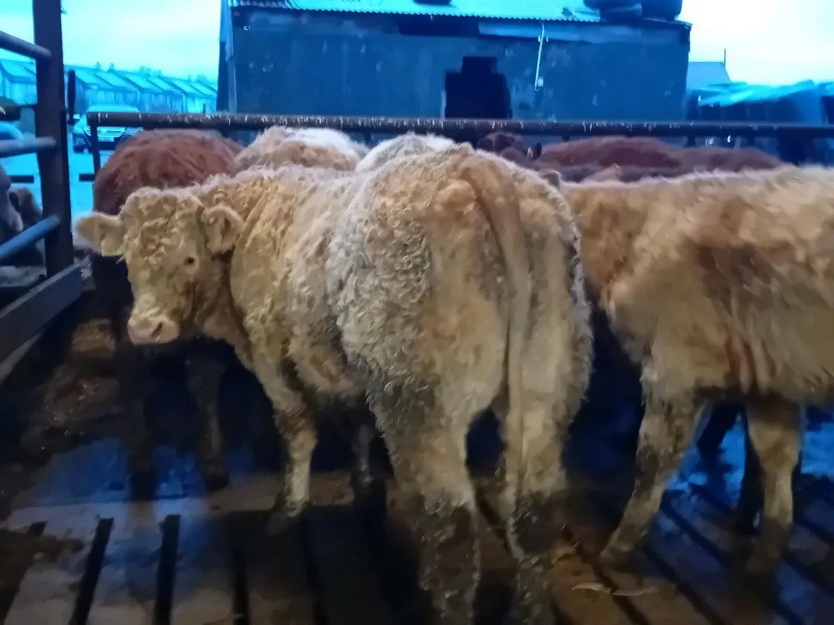 10 Smashing Bull Weanlings - Image 1