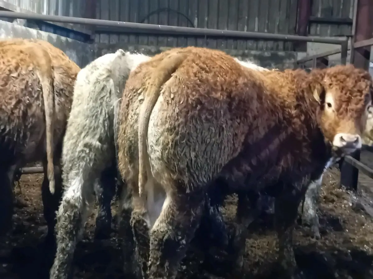 10 Smashing Bull Weanlings - Image 2