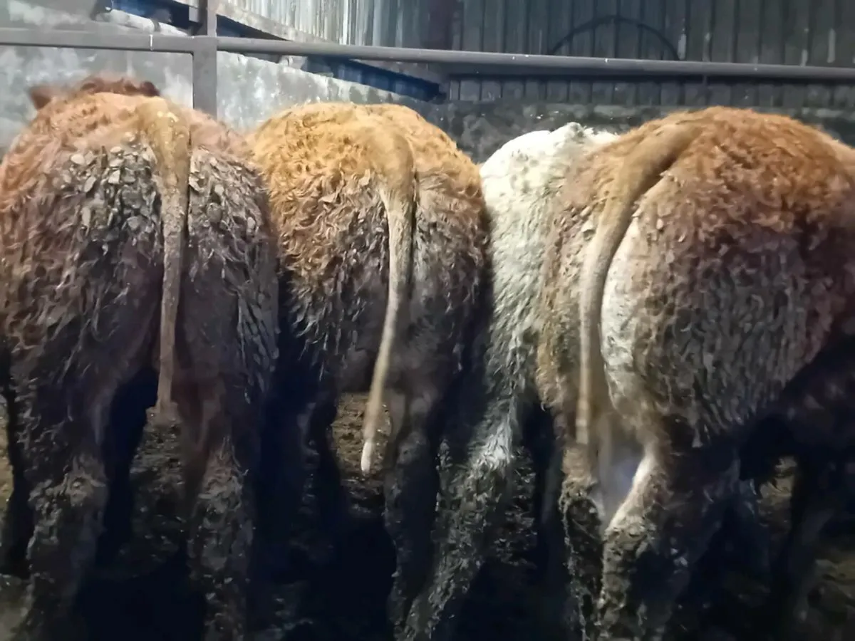 10 Smashing Bull Weanlings - Image 3