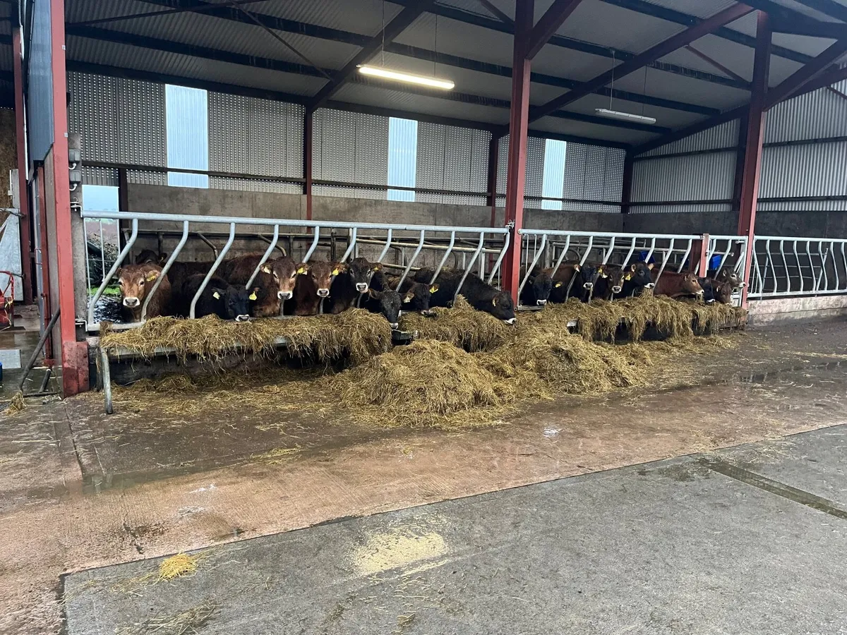 Jersey heifers and bulls - Image 2