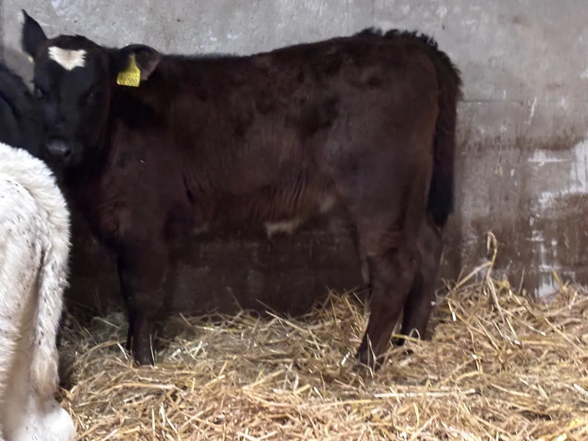 3 smashing calves for sale - Image 3