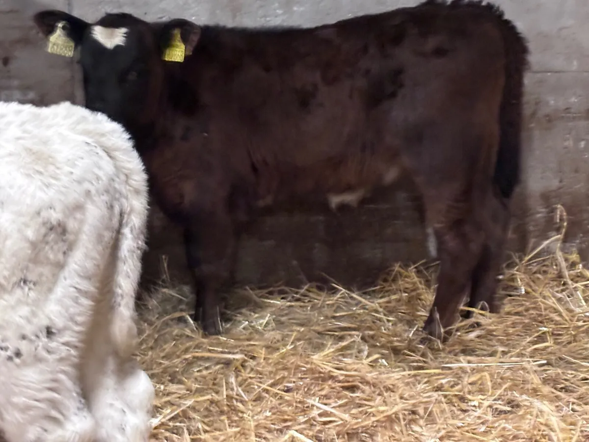 3 smashing calves for sale - Image 4