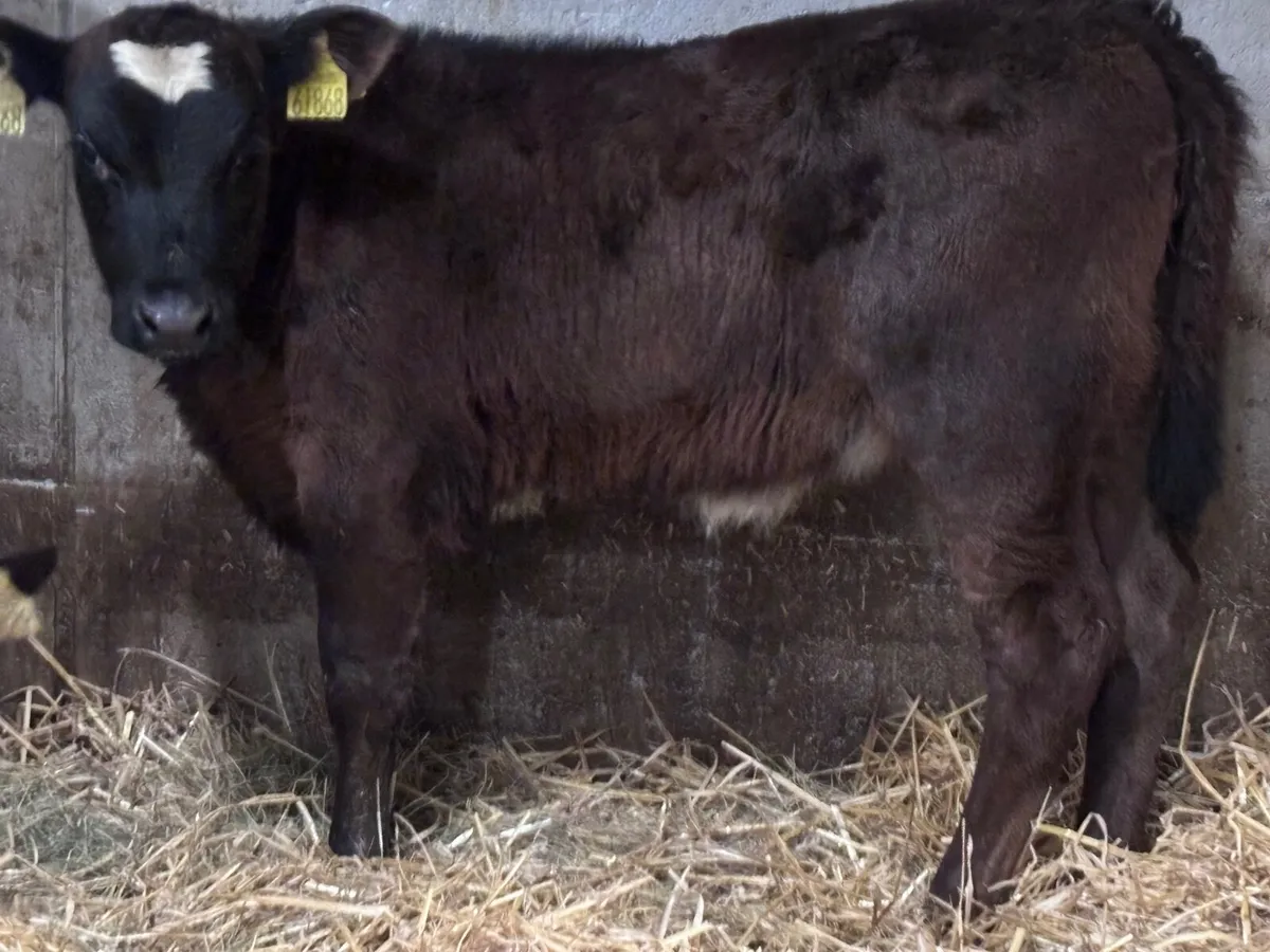 3 smashing calves for sale - Image 1