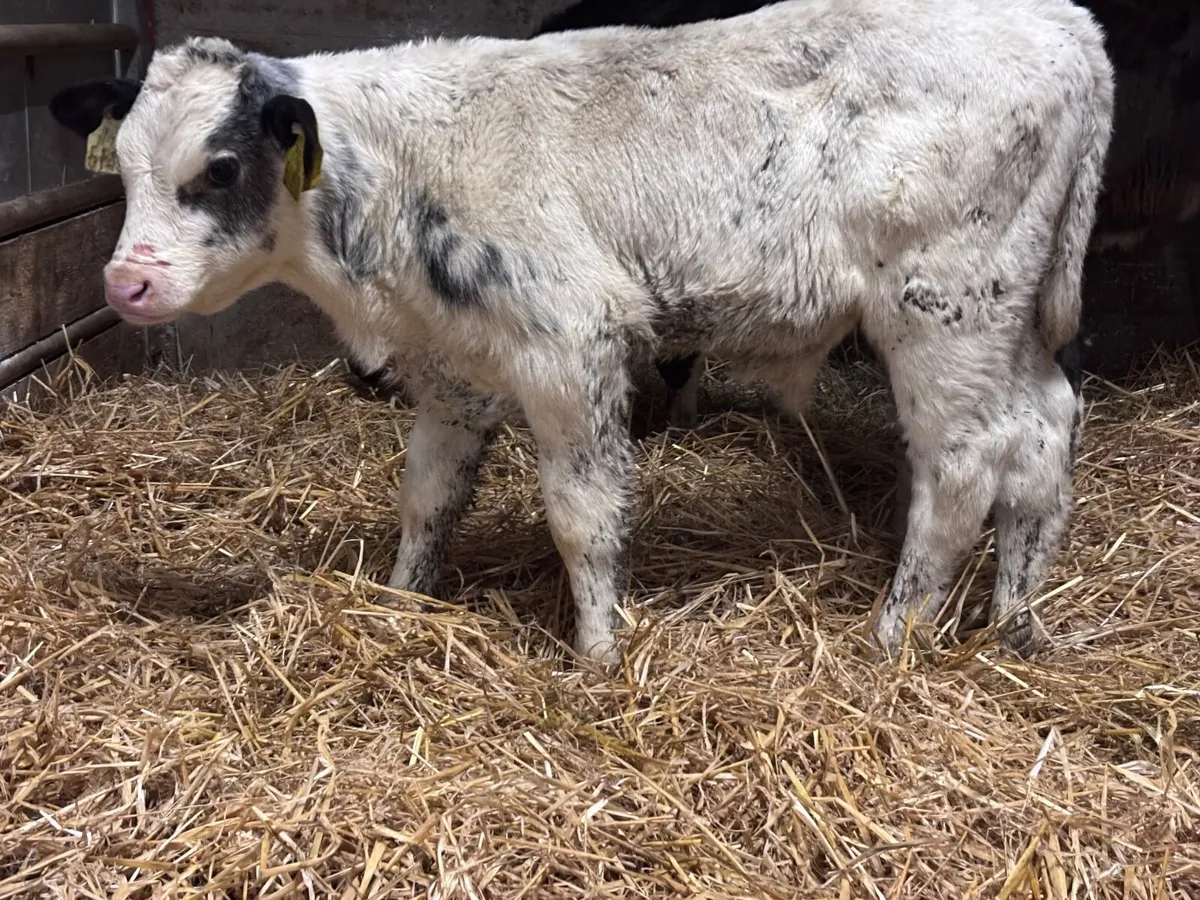 3 smashing calves for sale - Image 2