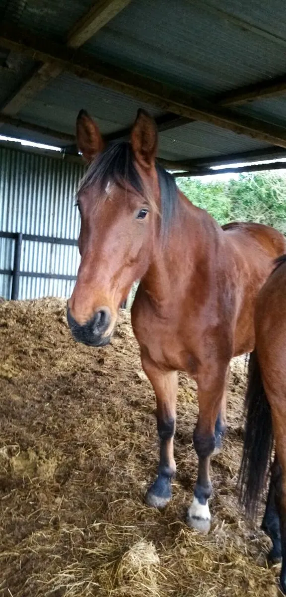 Kannan mare - Image 1