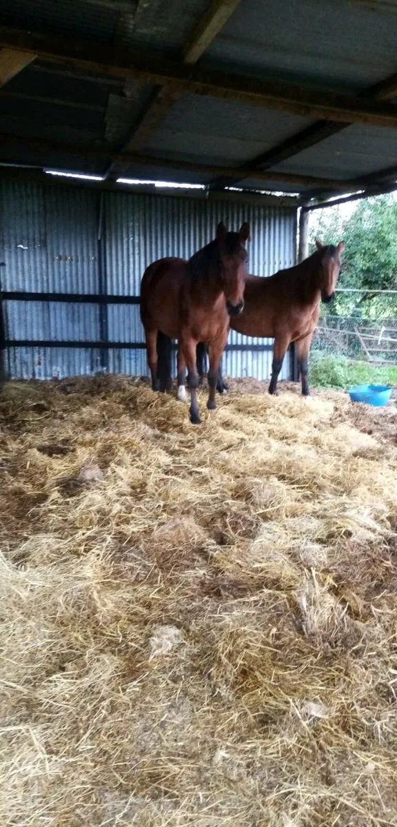 Kannan mare - Image 2