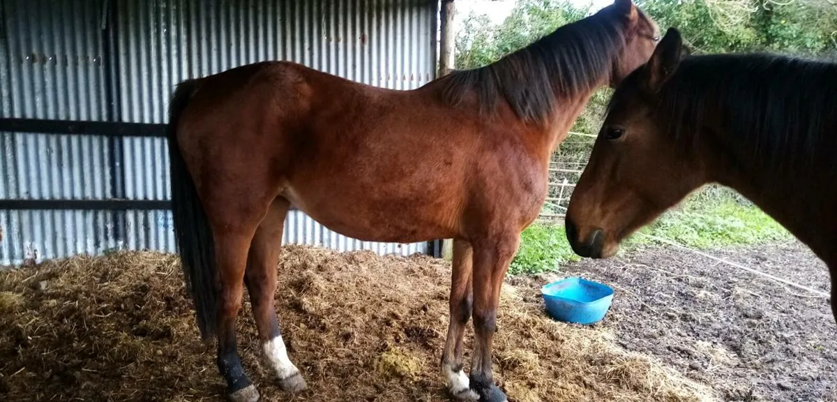 Kannan mare - Image 3