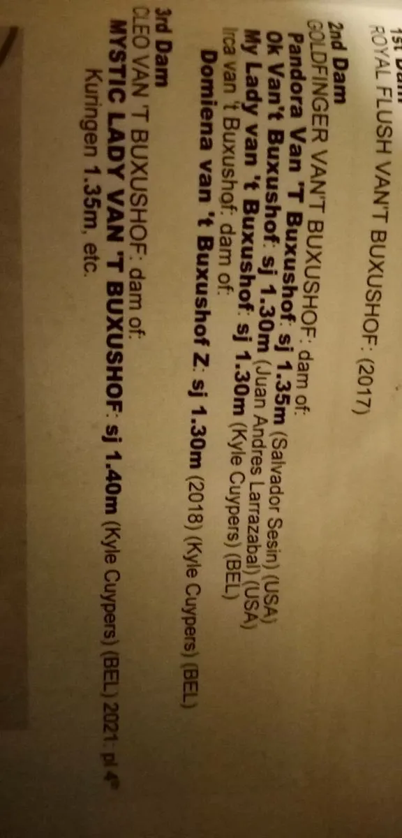 Kannan mare - Image 4