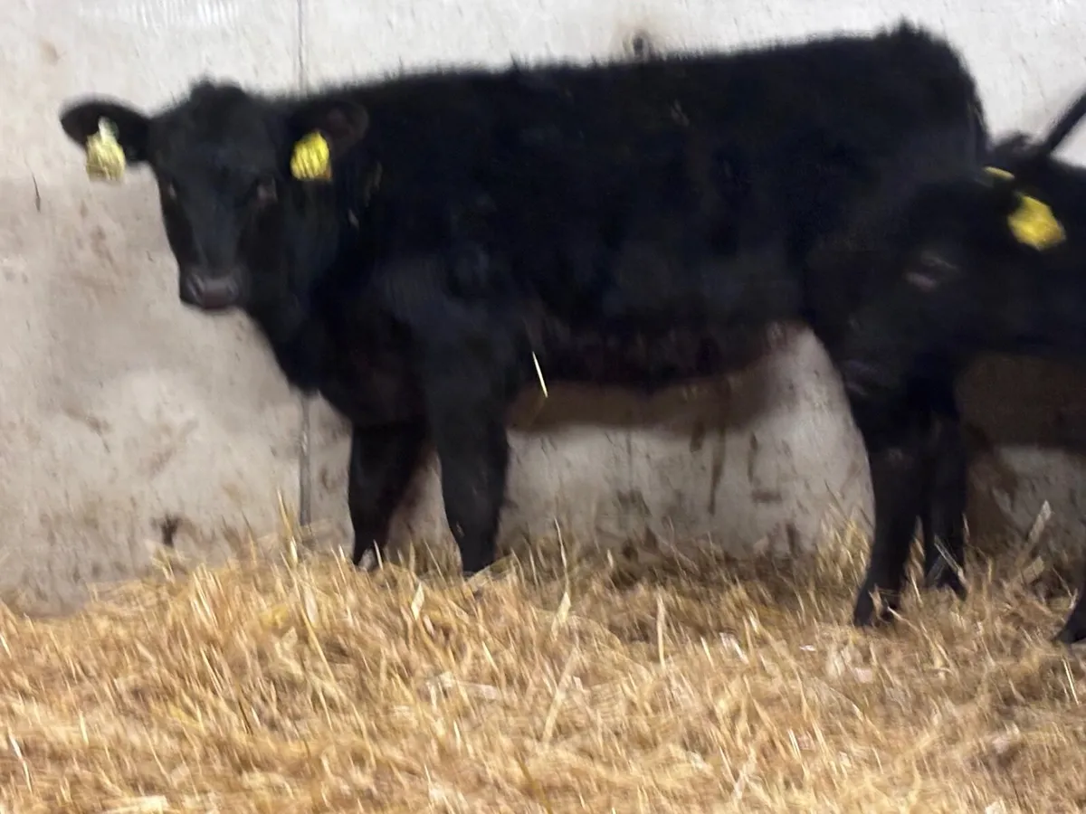 7 ANGUS & HEREFORD Weanlings for sale @€795 - Image 2