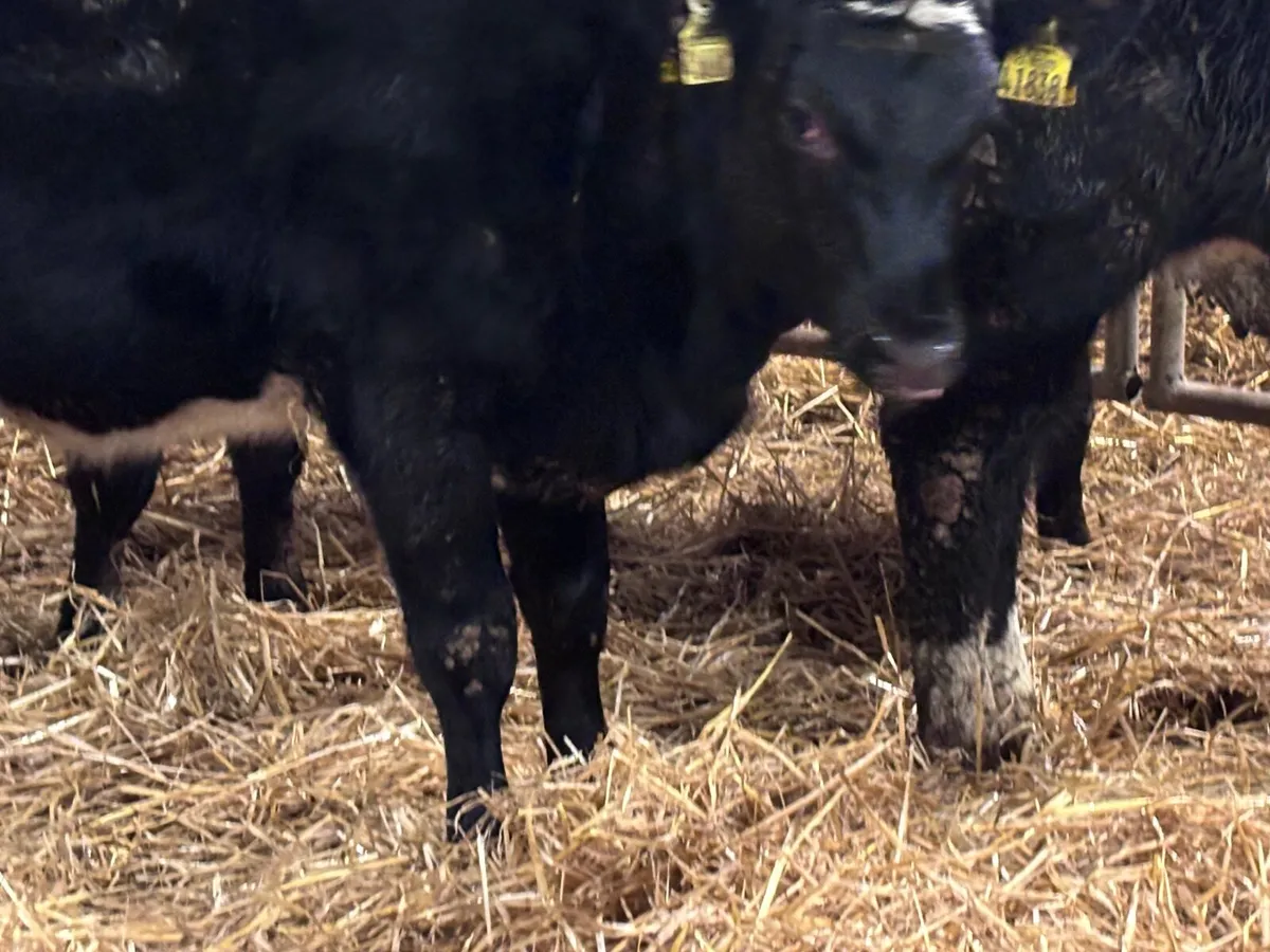 7 ANGUS & HEREFORD Weanlings for sale @€795 - Image 3