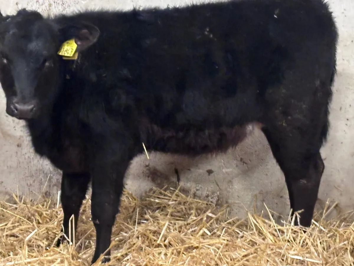 7 ANGUS & HEREFORD Weanlings for sale @€795 - Image 4