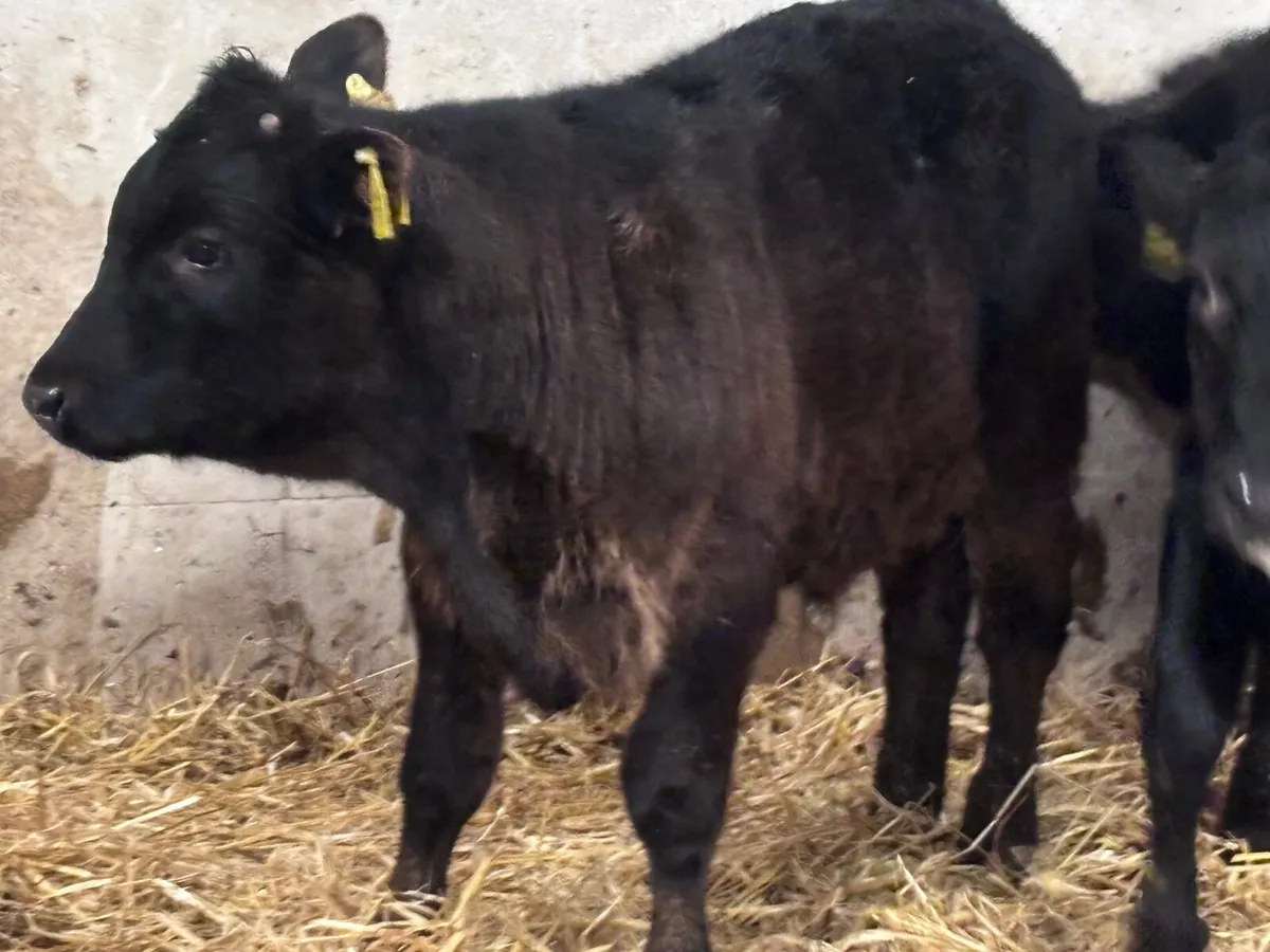 7 ANGUS & HEREFORD Weanlings for sale @€795 - Image 1