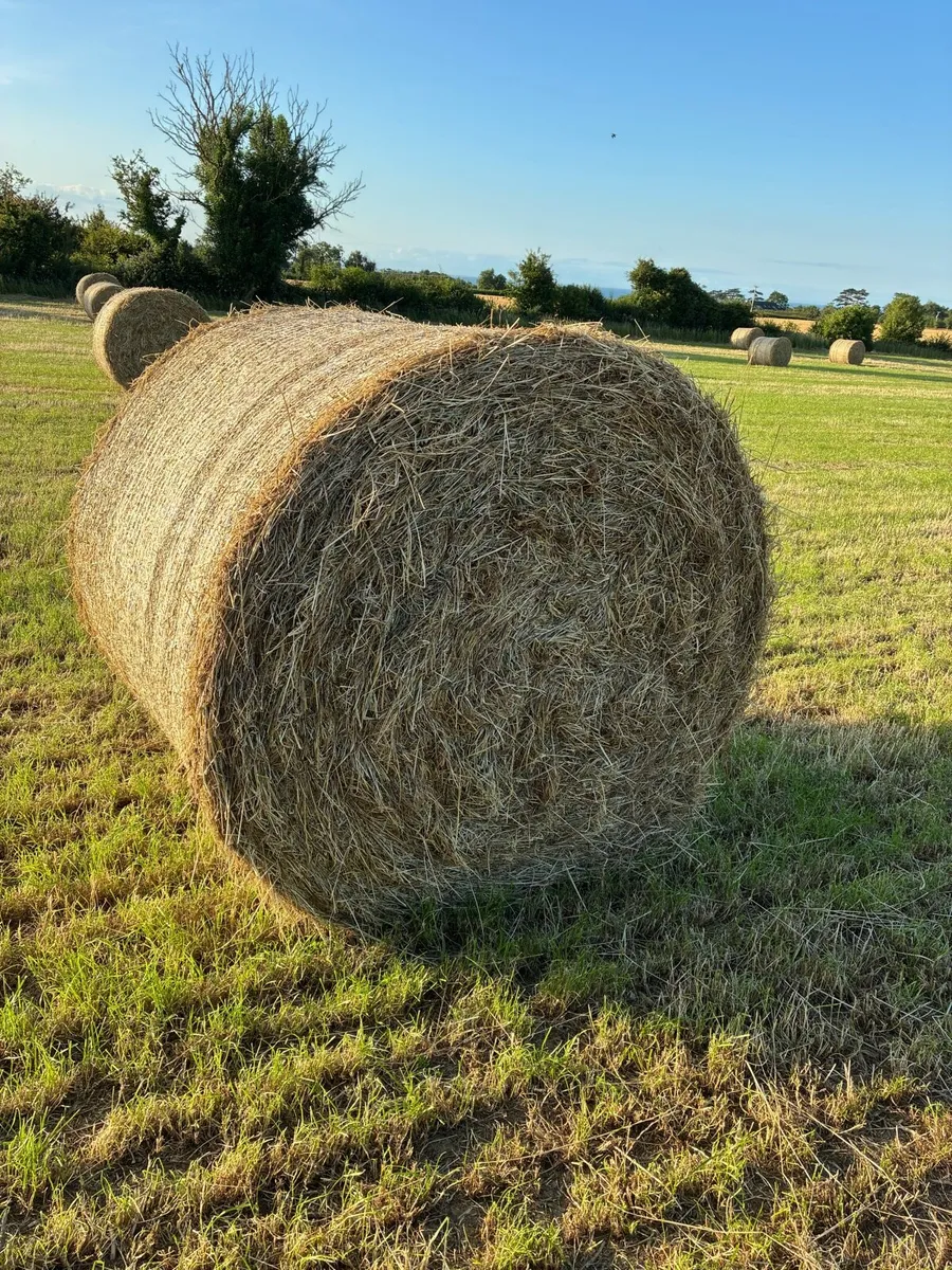 Straw & Hay 2025 - Image 3