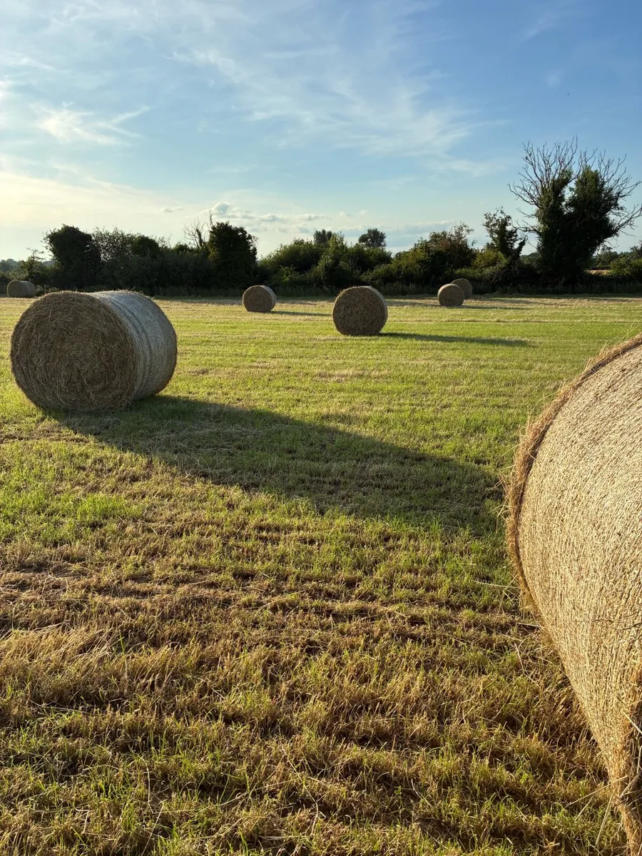 Straw & Hay 2025 - Image 4
