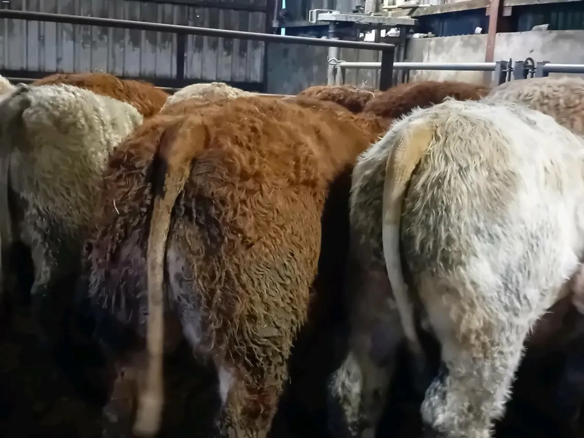 10 Smashing Bull Weanlings - Image 4