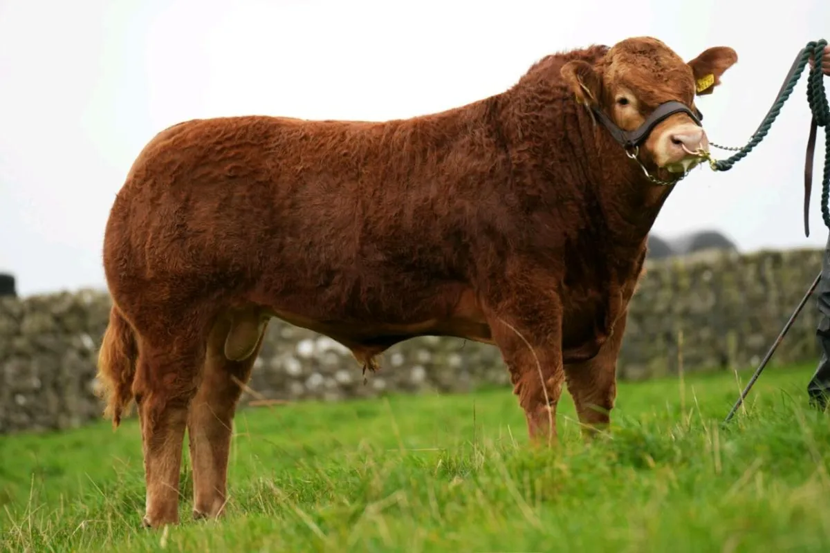 Two Serious Limousin Bulls - Image 1