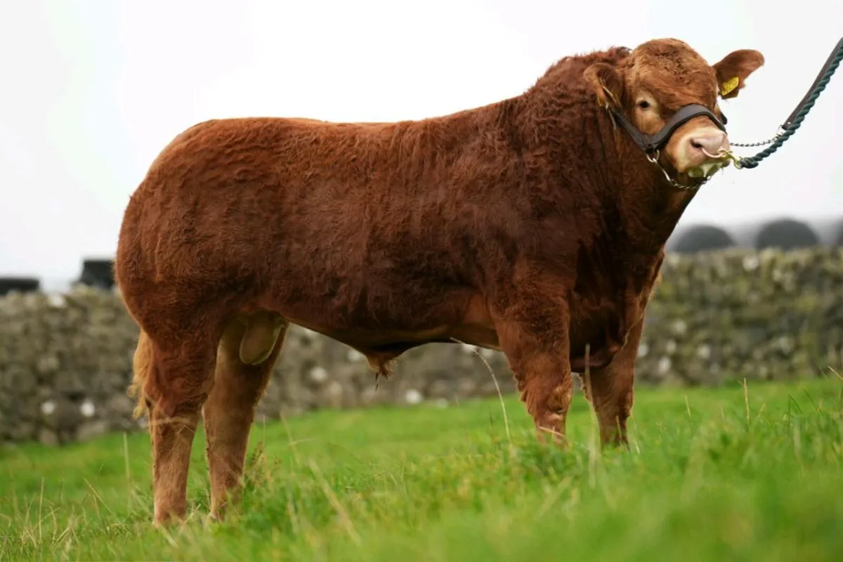 Two Serious Limousin Bulls - Image 2