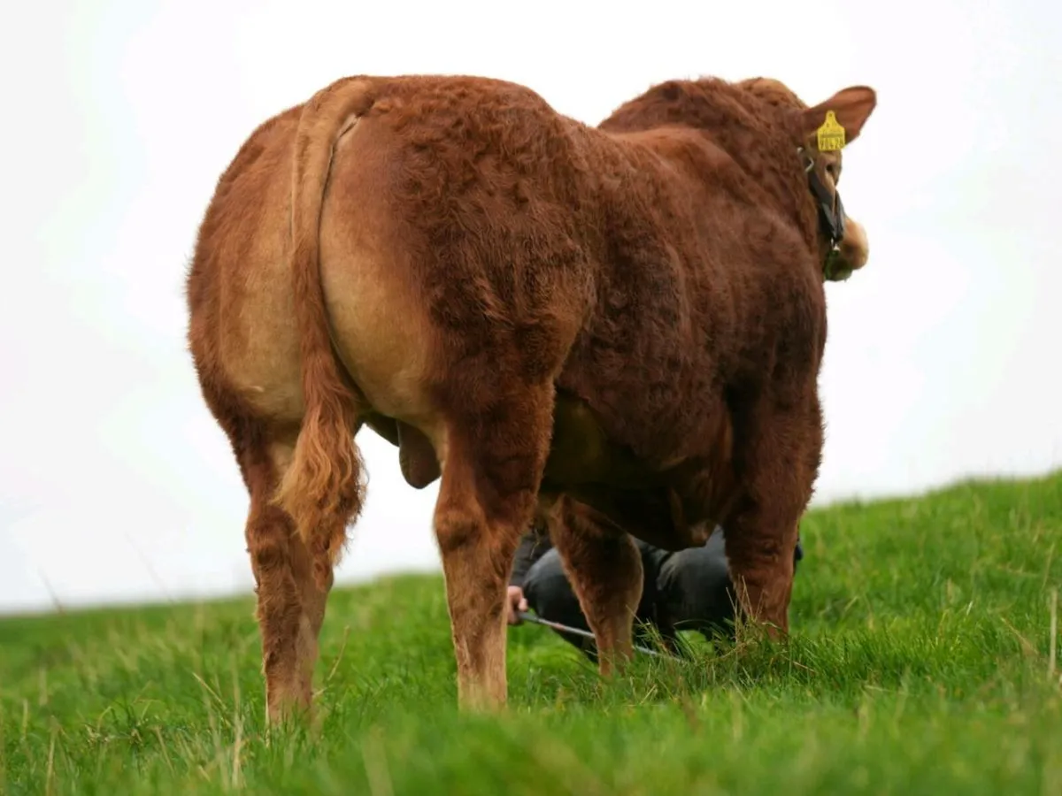 Two Serious Limousin Bulls - Image 3