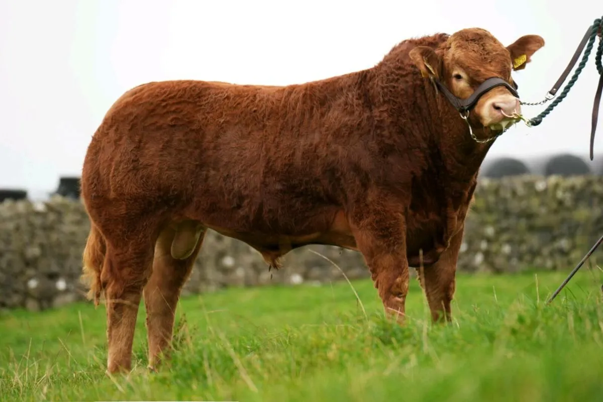 Two Serious Limousin Bulls - Image 4