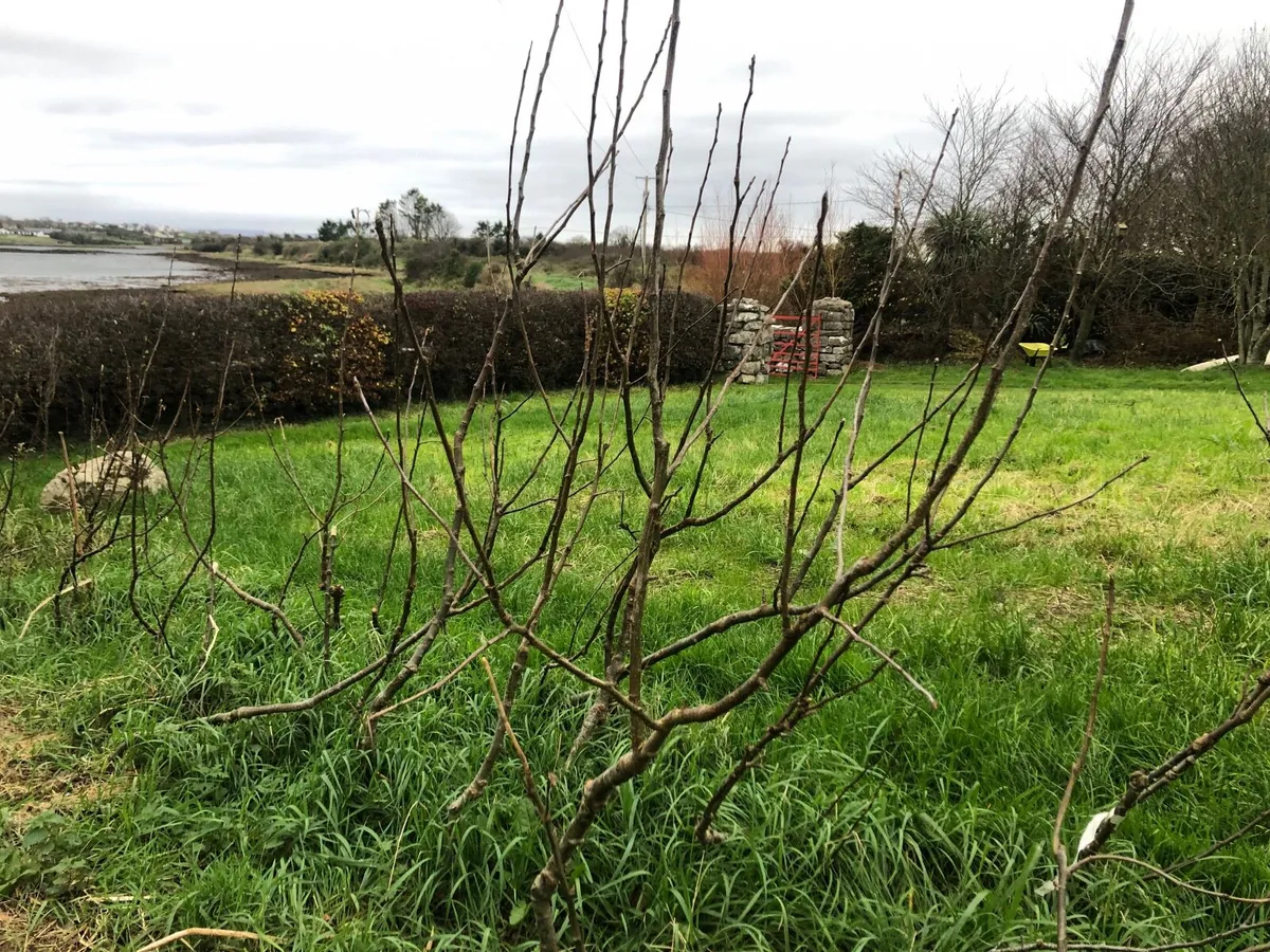 Apple trees - Image 3