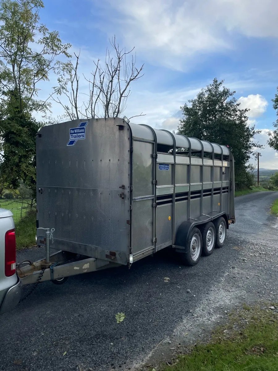 Ifor williams sheep trailer - Image 2