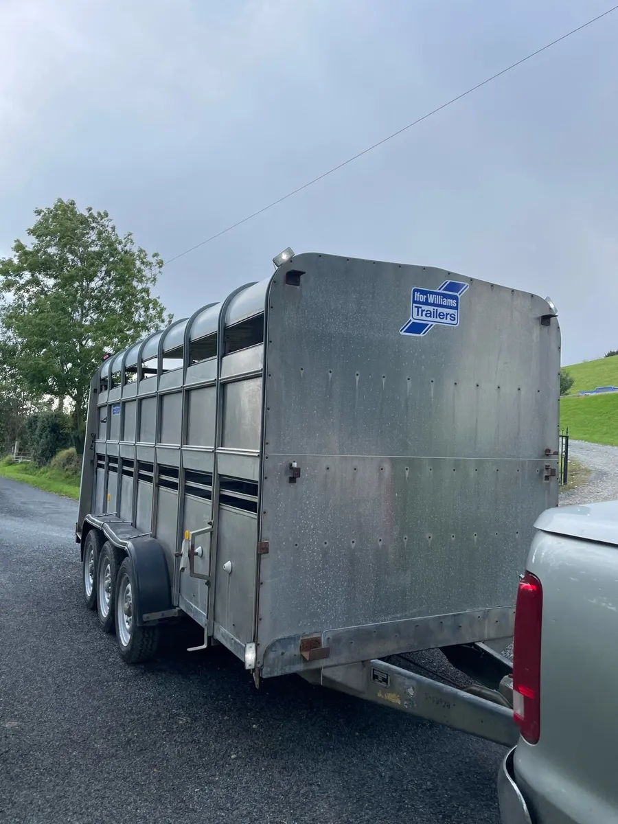 Ifor williams sheep trailer - Image 4
