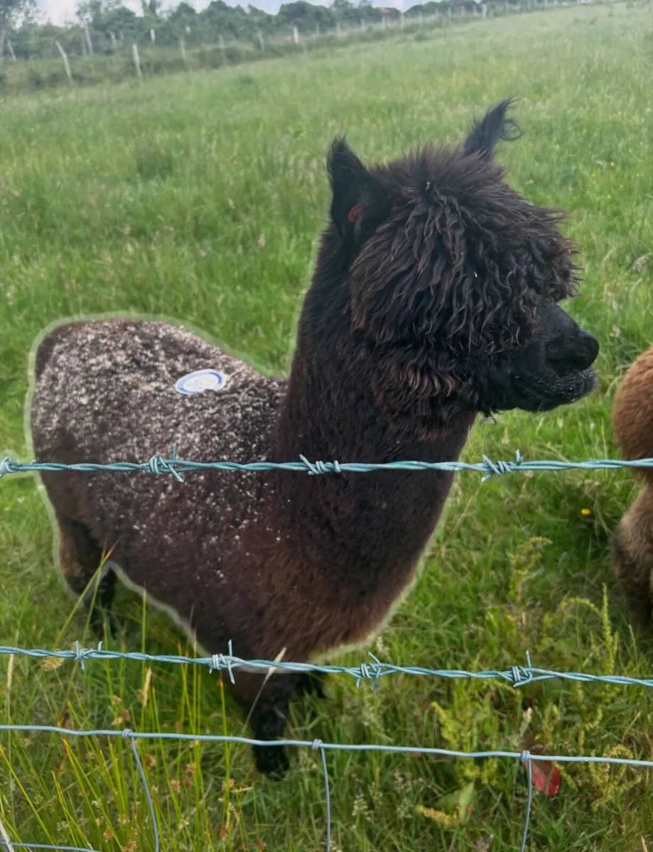 Male alpaca - Image 1