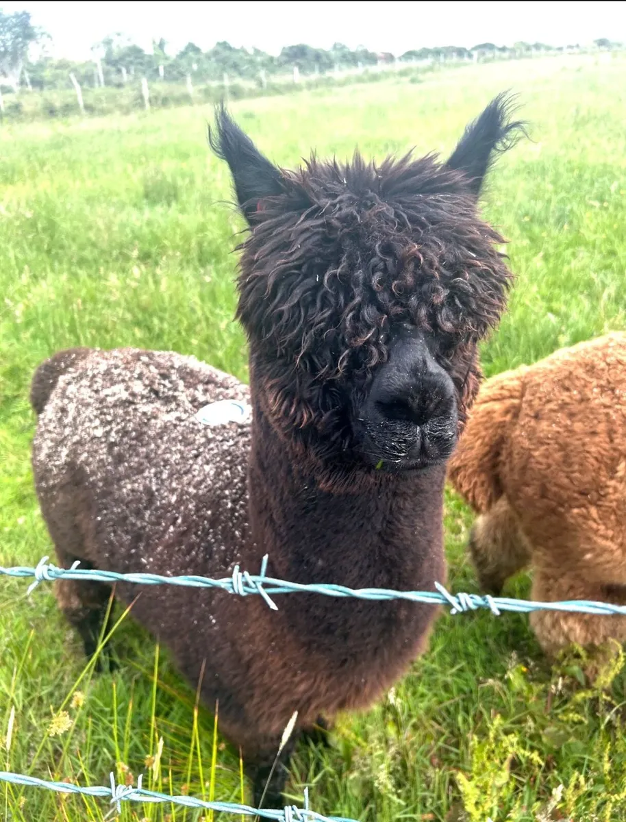 Male alpaca - Image 2
