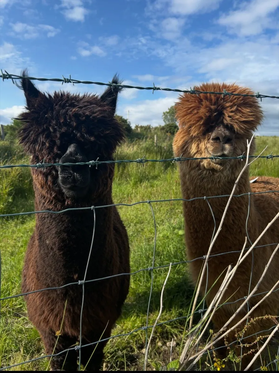 Male alpaca - Image 3