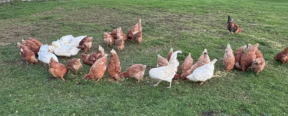 Hens and ducks - Image 1