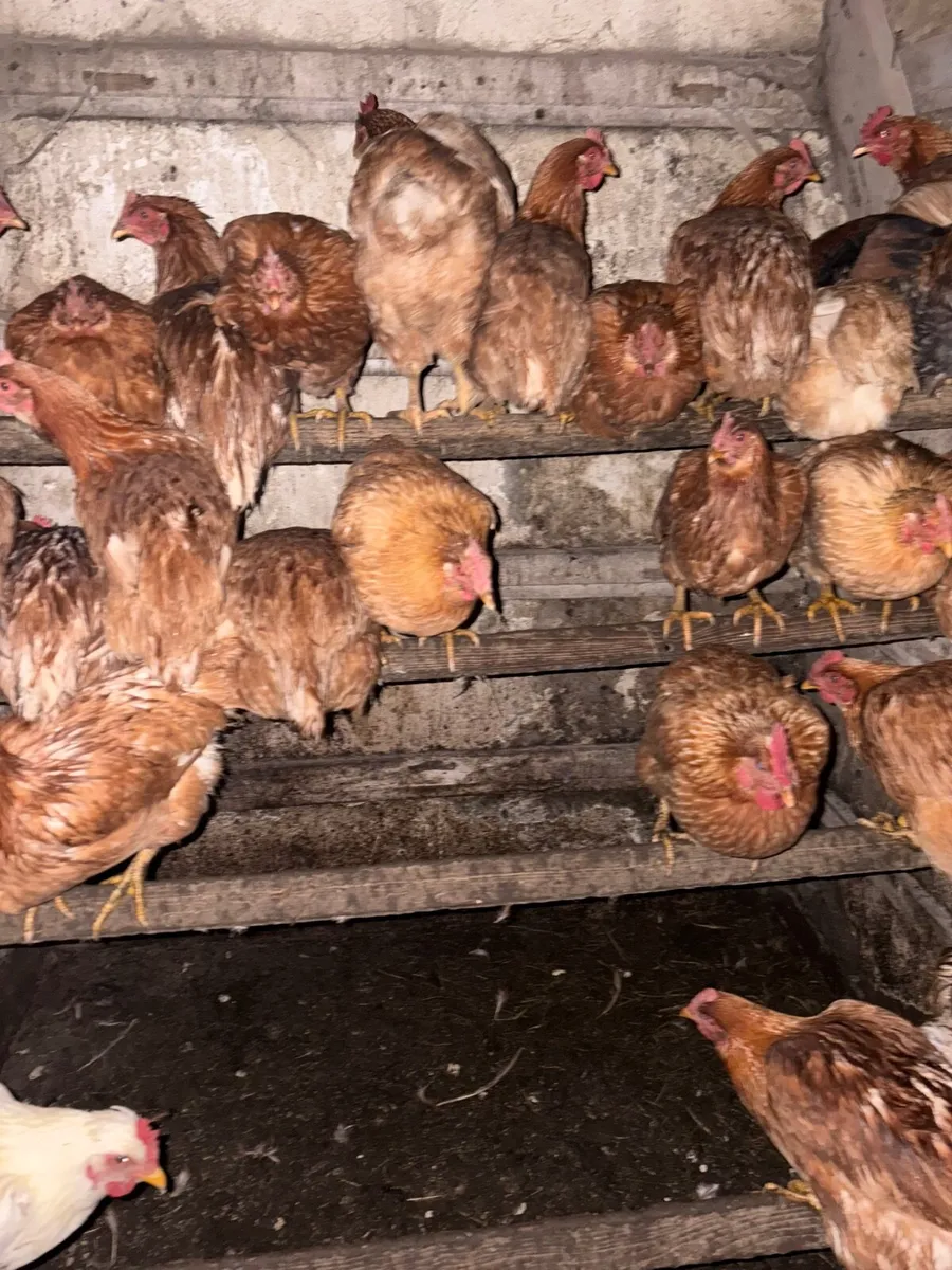 Hens and ducks - Image 2