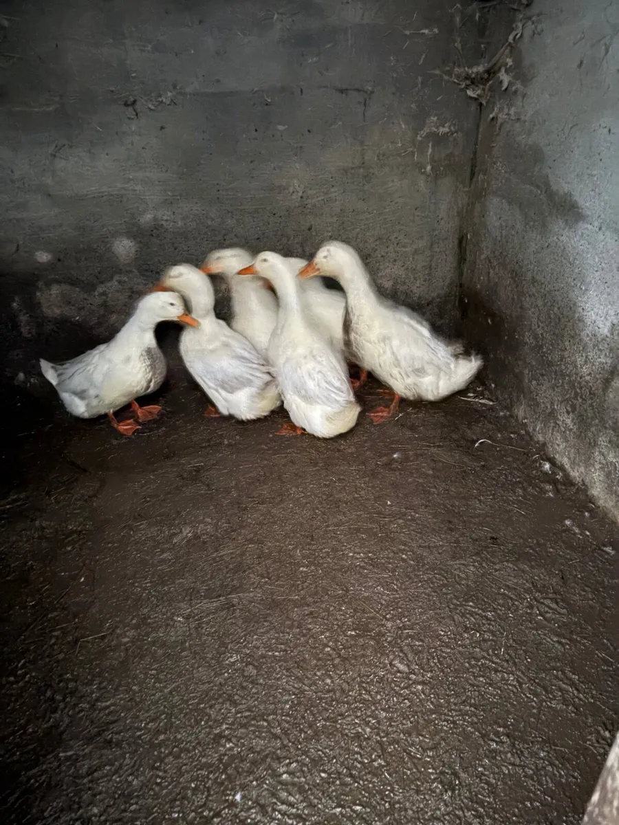 Hens and ducks - Image 3