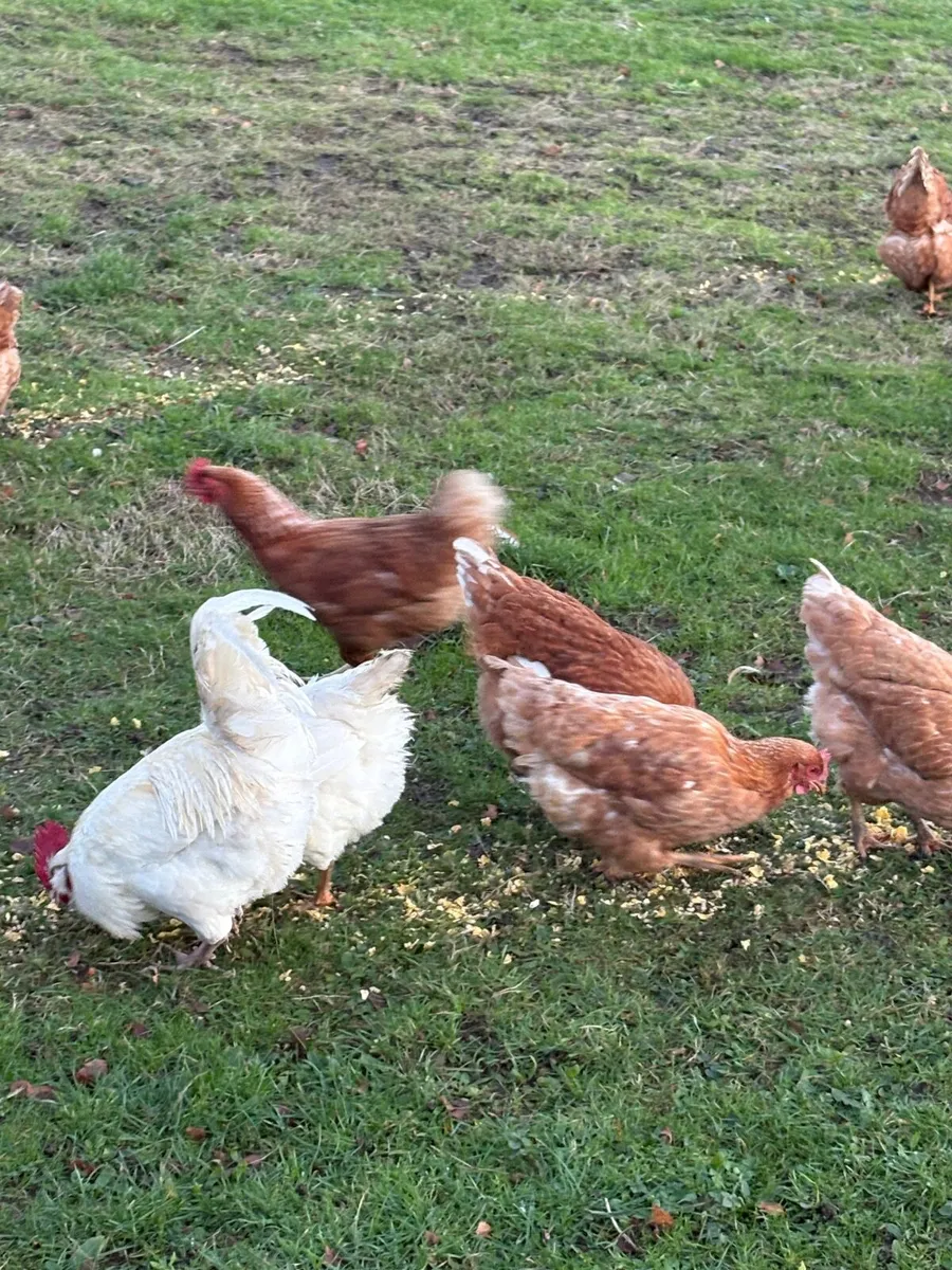 Hens and ducks - Image 4